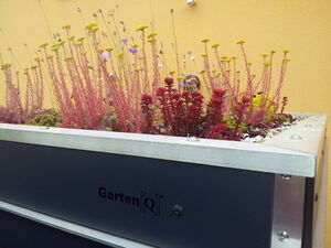 . The image shows a rectangular planter box, labeled "Garten[Q]," filled with a variety of small plants. The plants have long stems and include yellow flowers and some with reddish leaves. The planter is situated in front of a yellow wall.